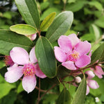 Rhodomyrtus Tomentosa Flower Seeds for planting in flower bed