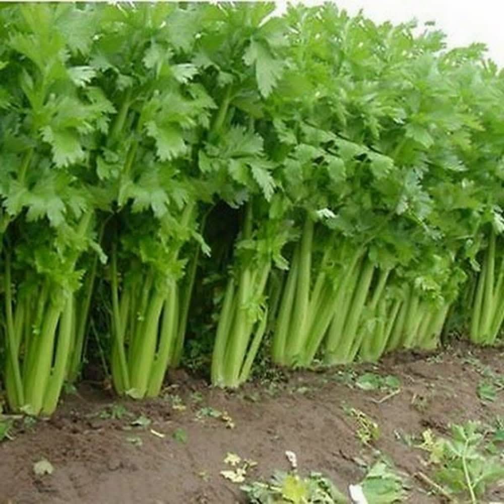 Utah 52-70 Tall Celery Heirloom Non-GMO Vegetable Seeds