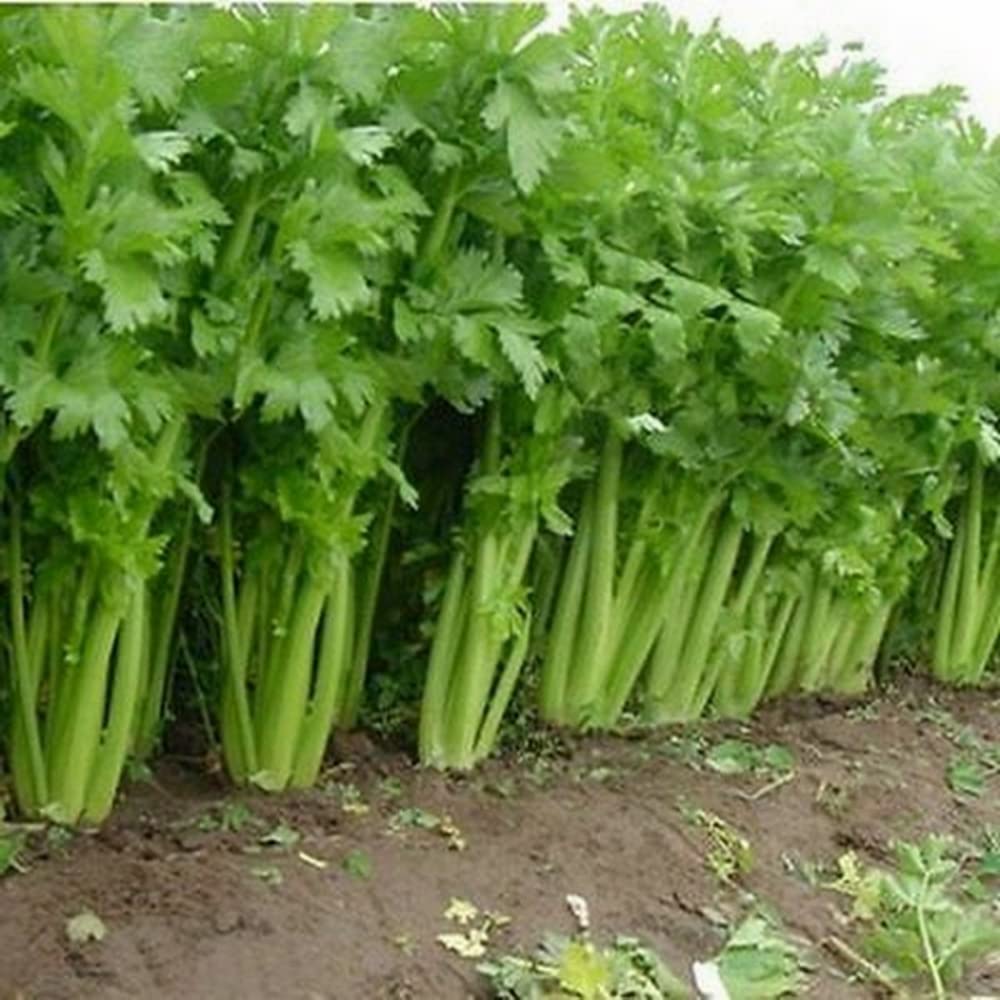 Utah - Celery Seeds – Vegetable Seeds