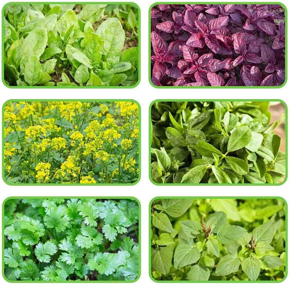 Leafy Vegetable Seeds for Planting