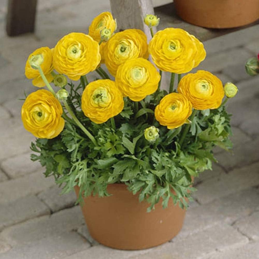 Ranunculus Seeds - Yellow