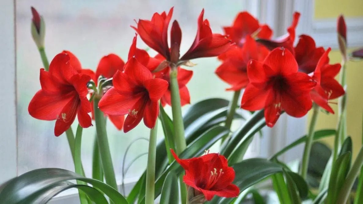 Amaryllis Flower Planting Seeds for Garden NON GMO Seeds for planting in home garden