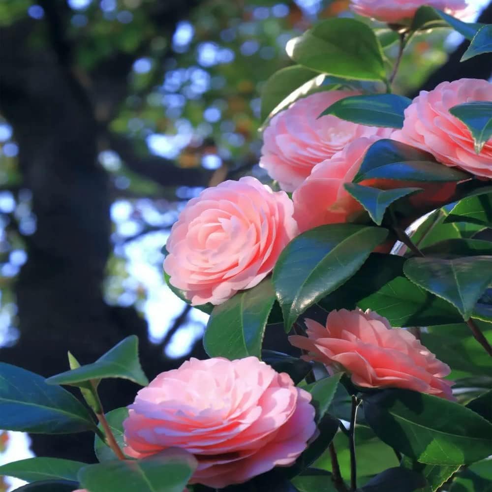 Camellia (Camellia japonica) seeds for bonsai and garden planting