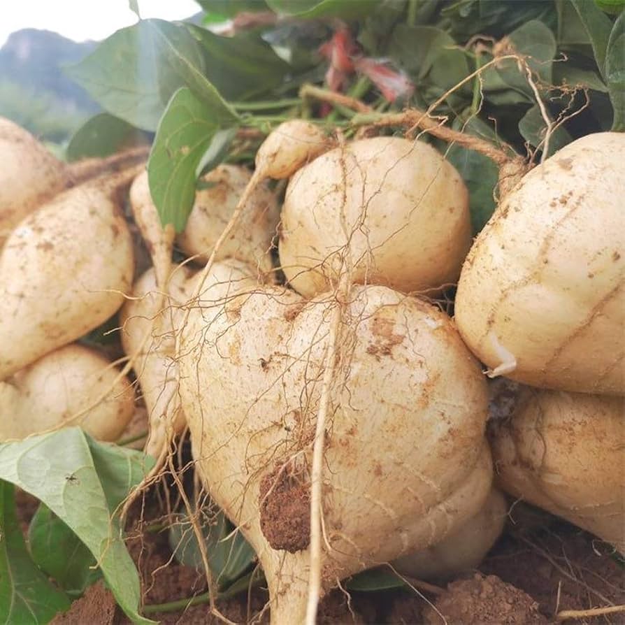 Yam Beans Pachyrhizus erosus Seeds for Planting in Vegetable Patch and Urban Garden