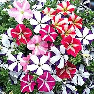 Double Petal Petunia Flower Seeds for Indoor & Outdoor