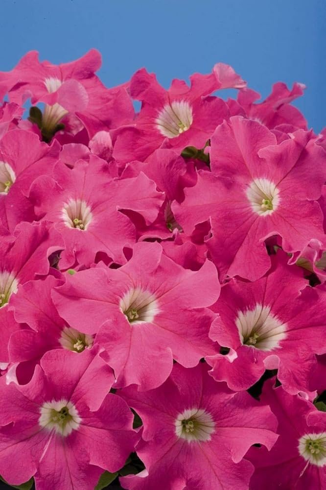 Floribunda Rose Rosa hybrida Logro Seeds for Planting home garden flower border