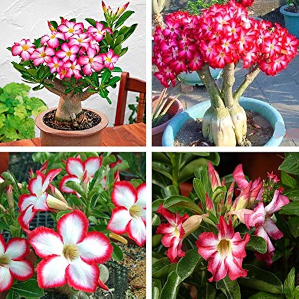 Adenium Obsum Desert Rose Triple Viola Intense pcs