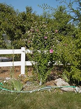 Pink Sharon Flower - Heirloom, Non - Gmo Seeds