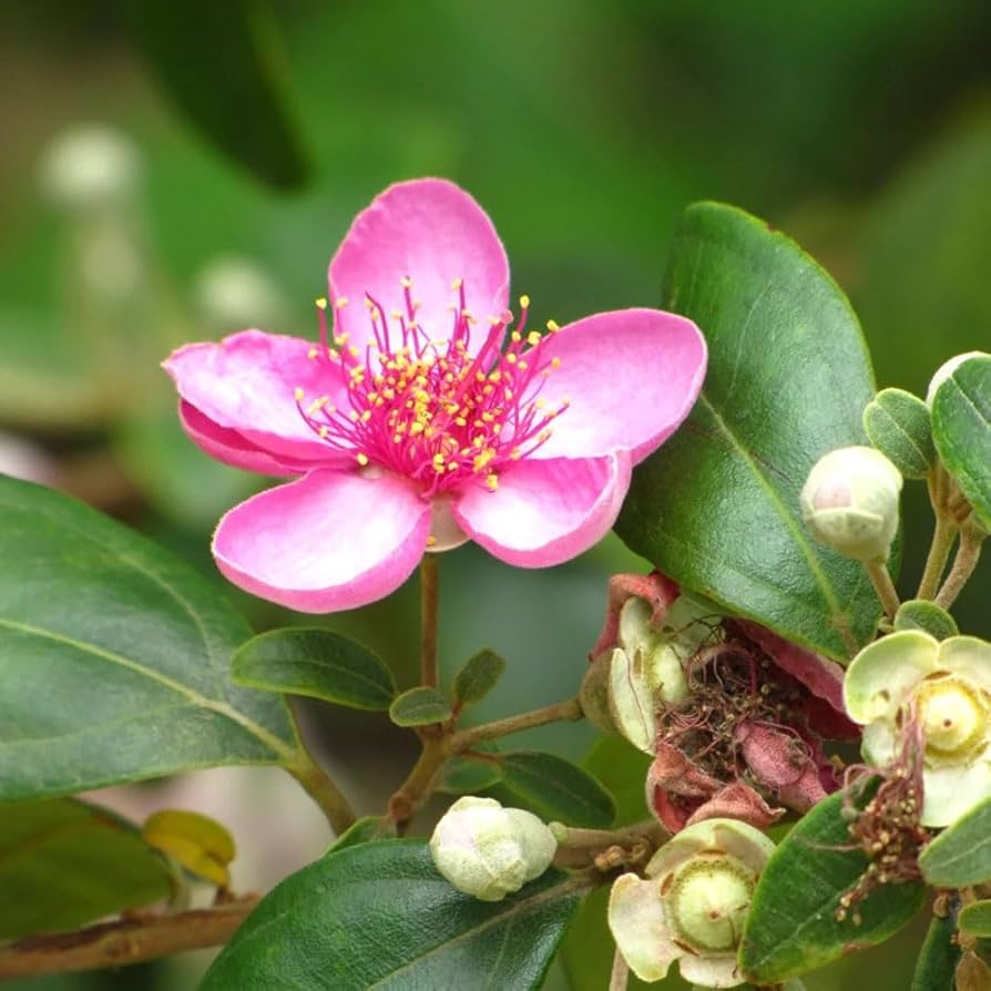 Rhodomyrtus Tomentosa Flower Seeds for Planting in Flower Bed