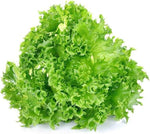Grand Rapids lettuce seeds sprouting into crisp, curly, non-GMO green lettuce with fast-growing heads