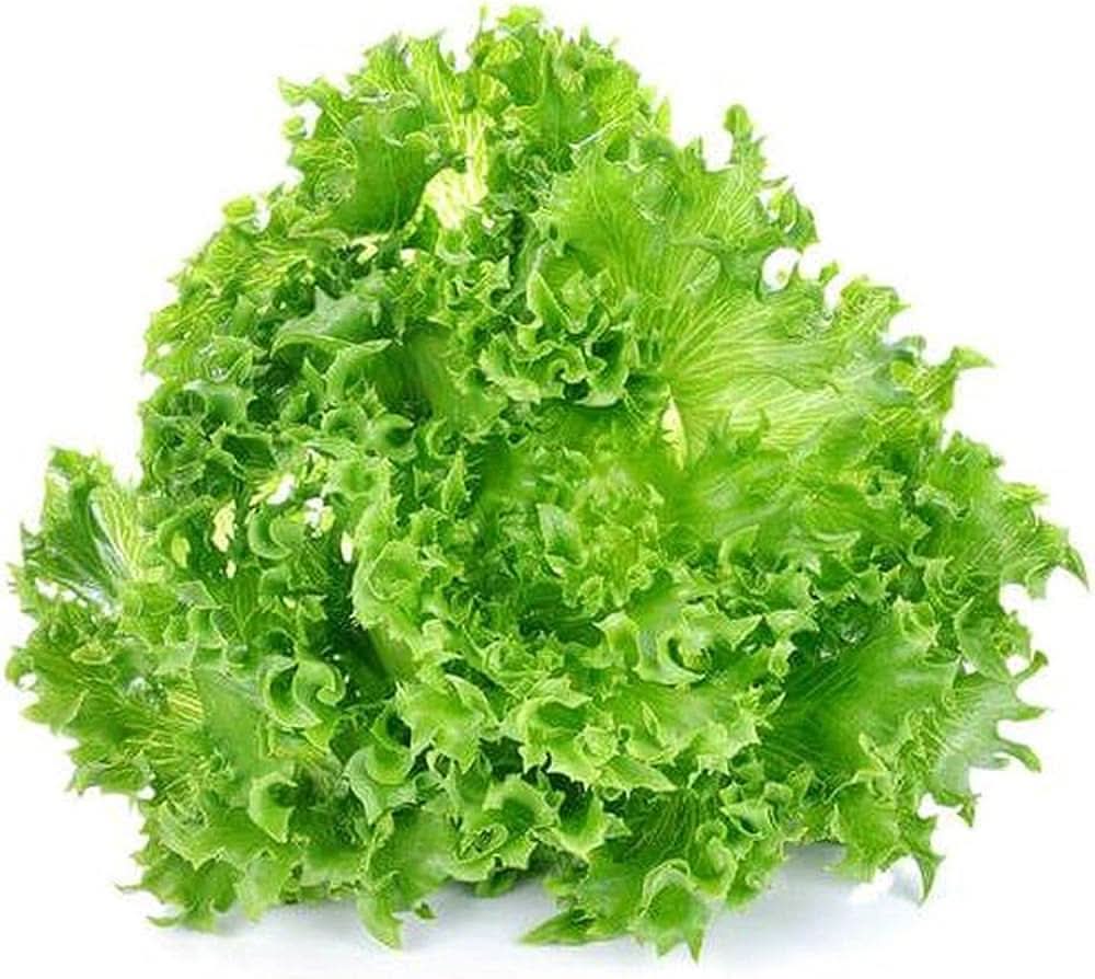 Grand Rapids lettuce seeds sprouting into crisp, curly, non-GMO green lettuce with fast-growing heads
