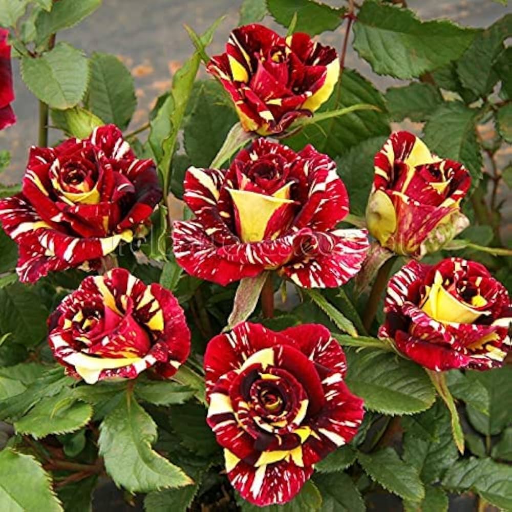 Rose Rosa Hybrida Abracadabra Flower Seeds for Planting – Unique Patterned Blooms for Home Garden Use