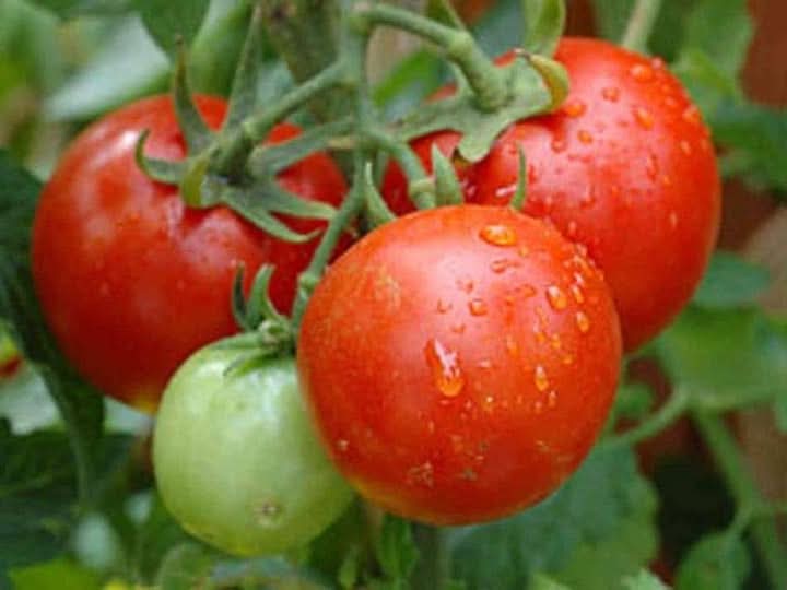 Burpee Celebrity Tomato Seeds