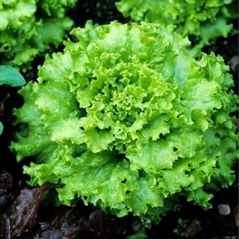 Lettuce Lactuca Sativa Grand Rapids Vegetable Seeds for Planting – Crisp Leaf Variety for Kitchen Garden and Salad Use