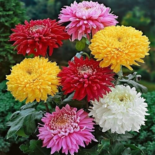 Chrysanthemum Indicum Hortorum Flower Seeds – Heirloom, Non-GMO, High Germination Organic Garden Seeds for Planting