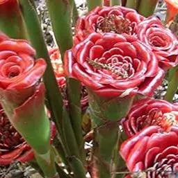 Red Green Torch Ginger Plant Seeds for Planting - NON GMO Seeds for planting in home garden