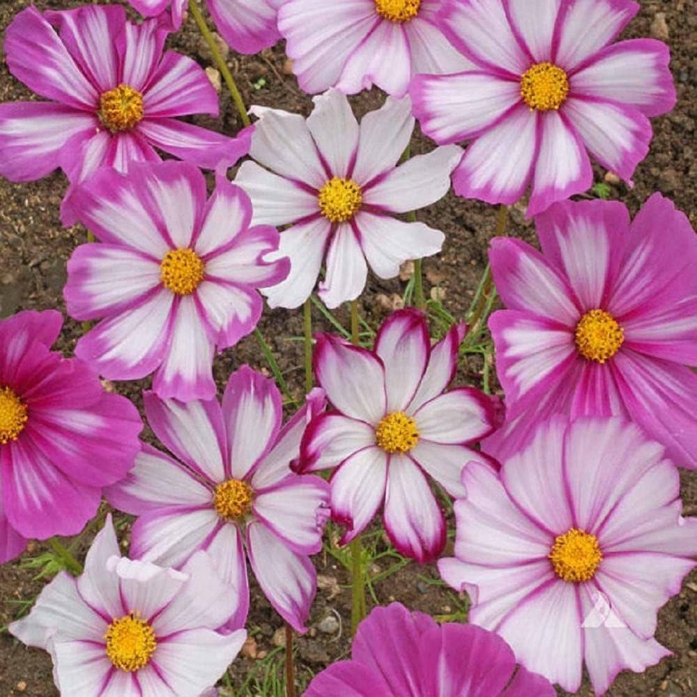 Cosmos Candy Stripe flower seeds Cosmos bipinnatus for beds