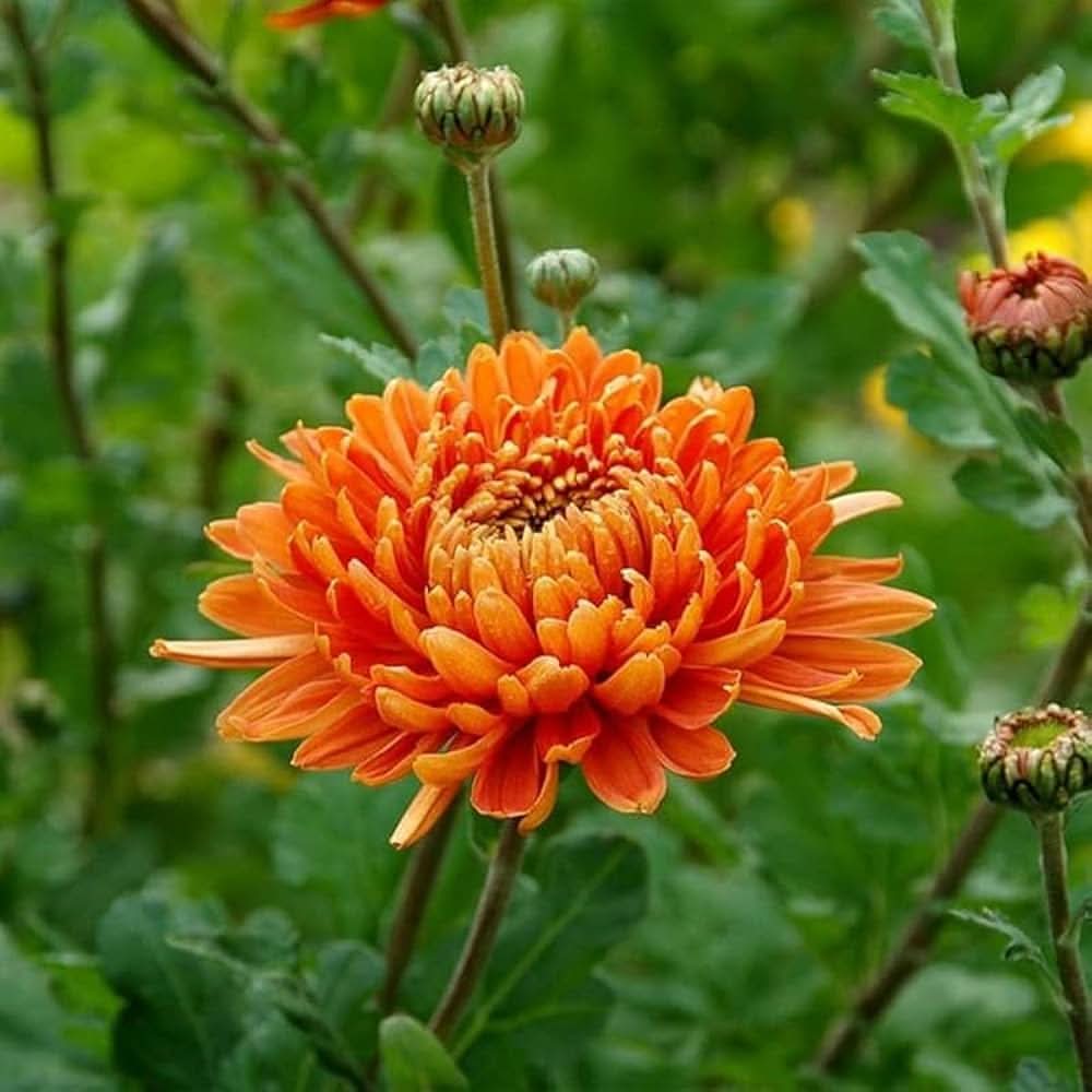 Chrysanthemum Orange Morifolium Flower Seeds for Planting in Home Garden and Backyard Borders