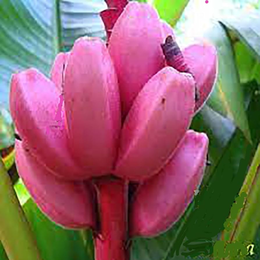 Banana Fruit Seeds (Pink) – Fresh Seeds for Growing Pink Banana Plants