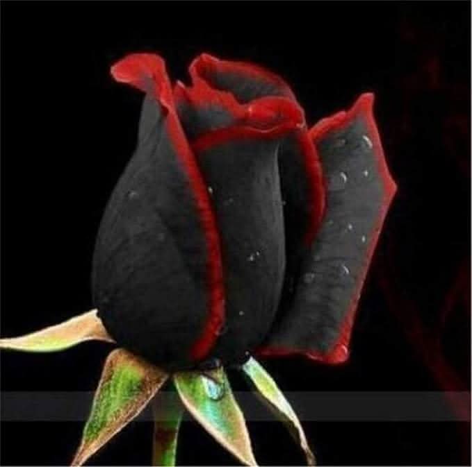 Multicolored Rose Rare Perennial Flower Seeds for Home Garden