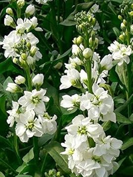 White Evening Stock Flower Seeds for Planting, 100
