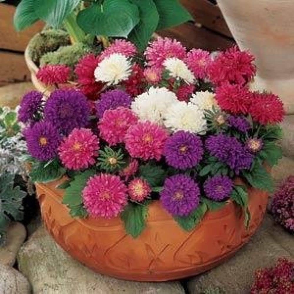 Double Aster Aster Amellus Seeds for Planting - Perfect for Flower Bed & Urban Garden