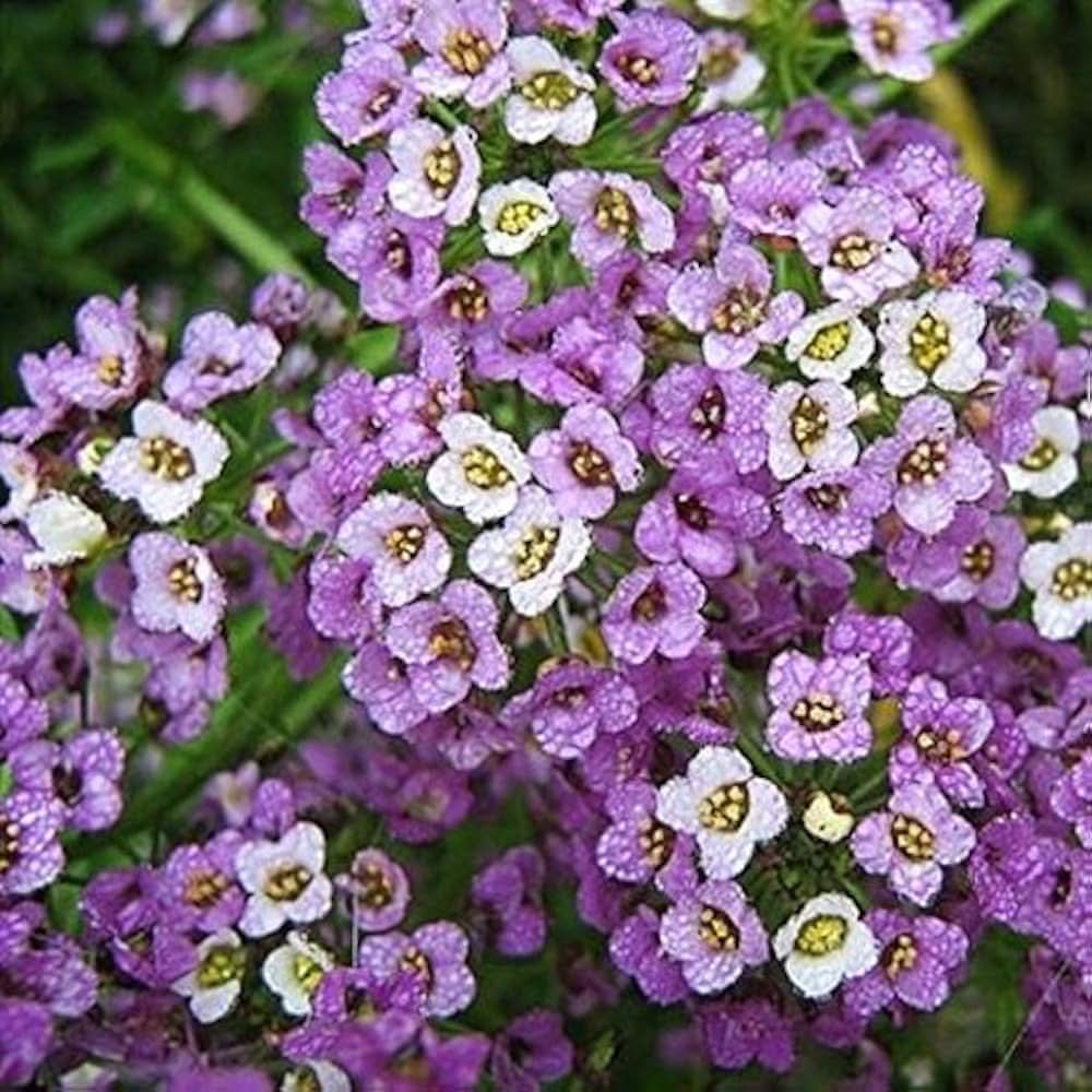 Alyssum Wonderland Mix Ground Cover Flowering Seeds For Planting