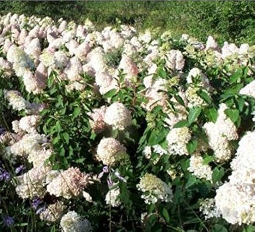 Hydrangea Hydrangea Paniculata Vanilla Strawberry Flower Seeds for Planting – Suitable for Bonsai or Tree Garden Form