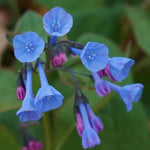 Mertensia Flower Seeds for Planting - NON GMO Seeds Dhara Seeds