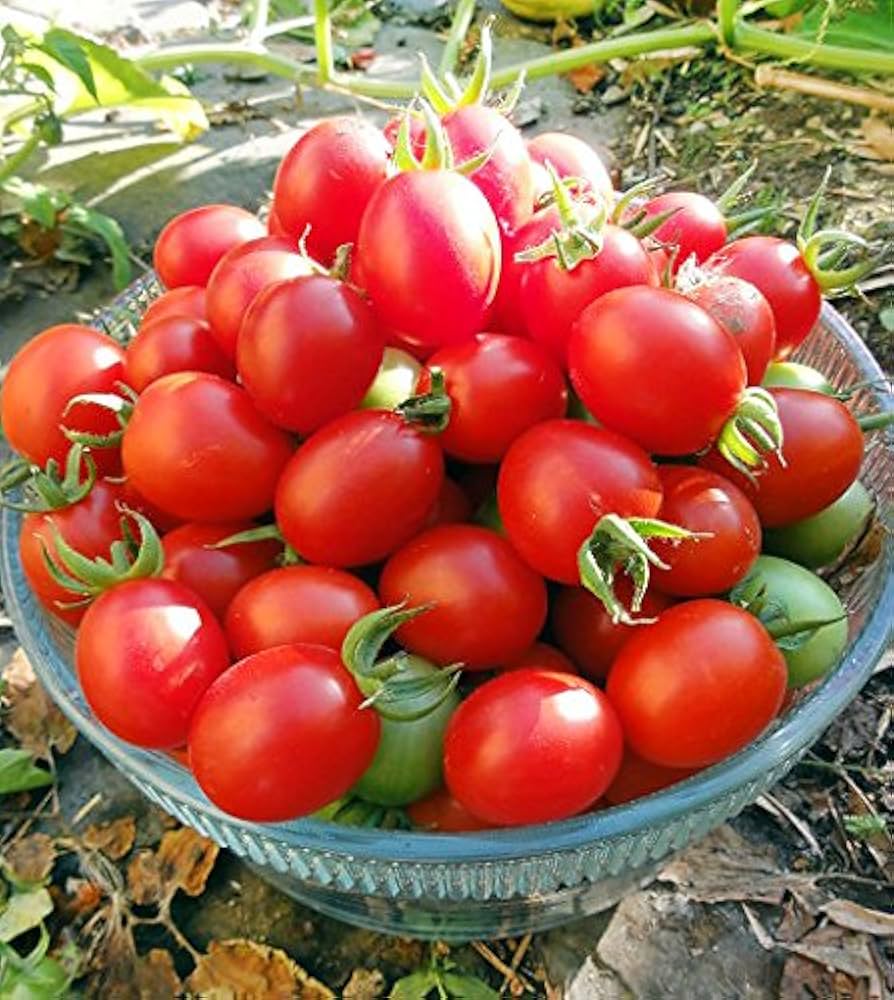 Grappoli D'Inverno Kirschtomate Seeds for winter gardening