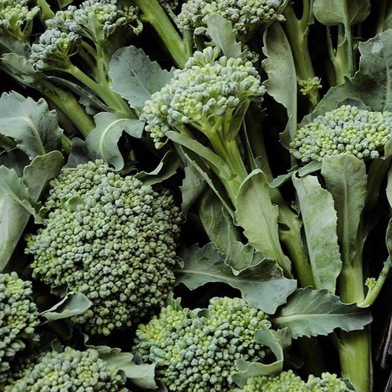 Broccoli Brassica Oleracea De Cicco Vegetable Seeds for Planting – Heirloom Variety Suitable for Home Garden and Containers