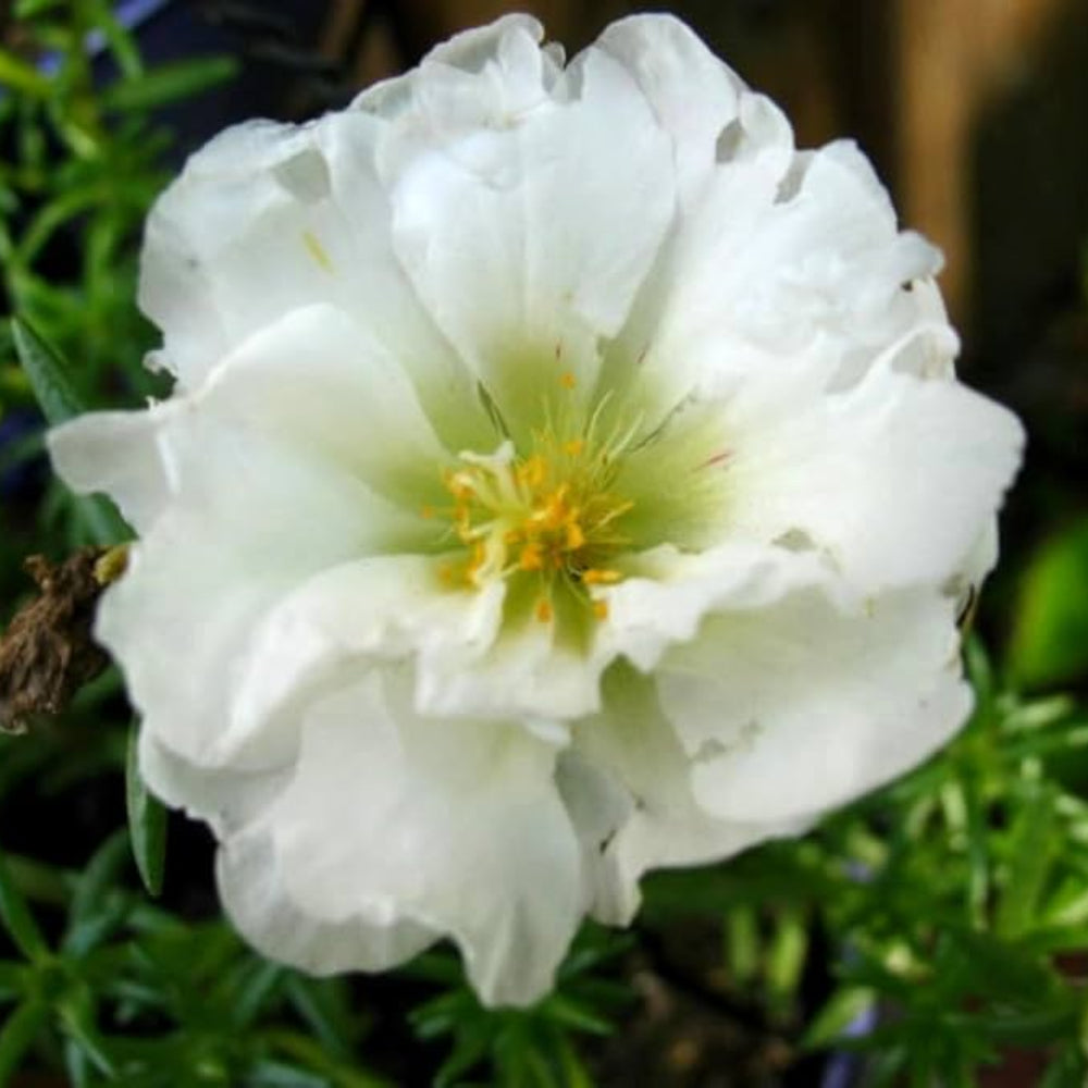Portulaca Moss-Rose Double Bloom Seeds, , Heat Tolerant