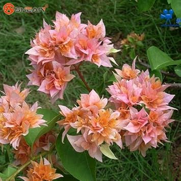 Fresh Blooming Flower Seeds for Planting - 100 pcs for planting in your garden.