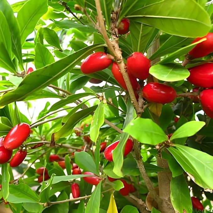 Porcelain Berry Fruit Seeds for Planting