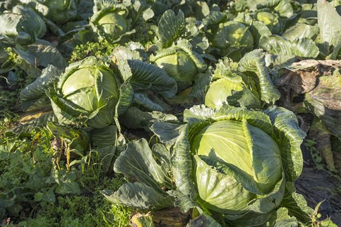 Cabbage Brassica oleracea vegetable seeds for planting in kitchen garden or backyard raised beds