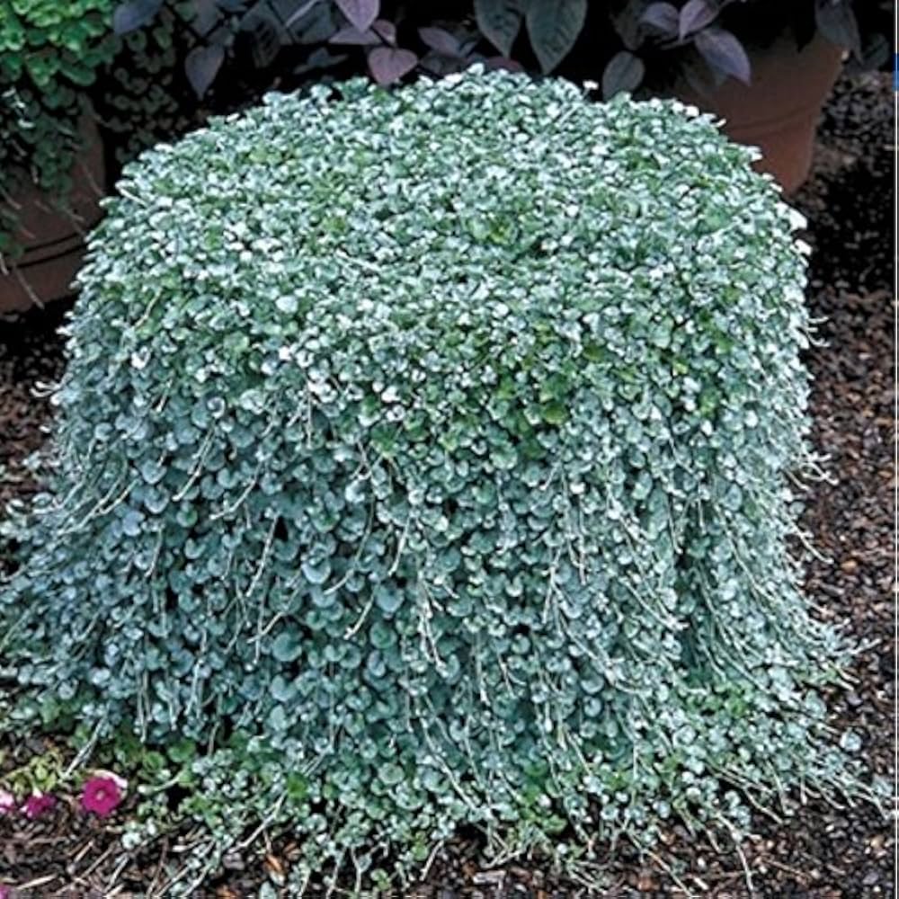 Dichondra repens ground cover grass seeds