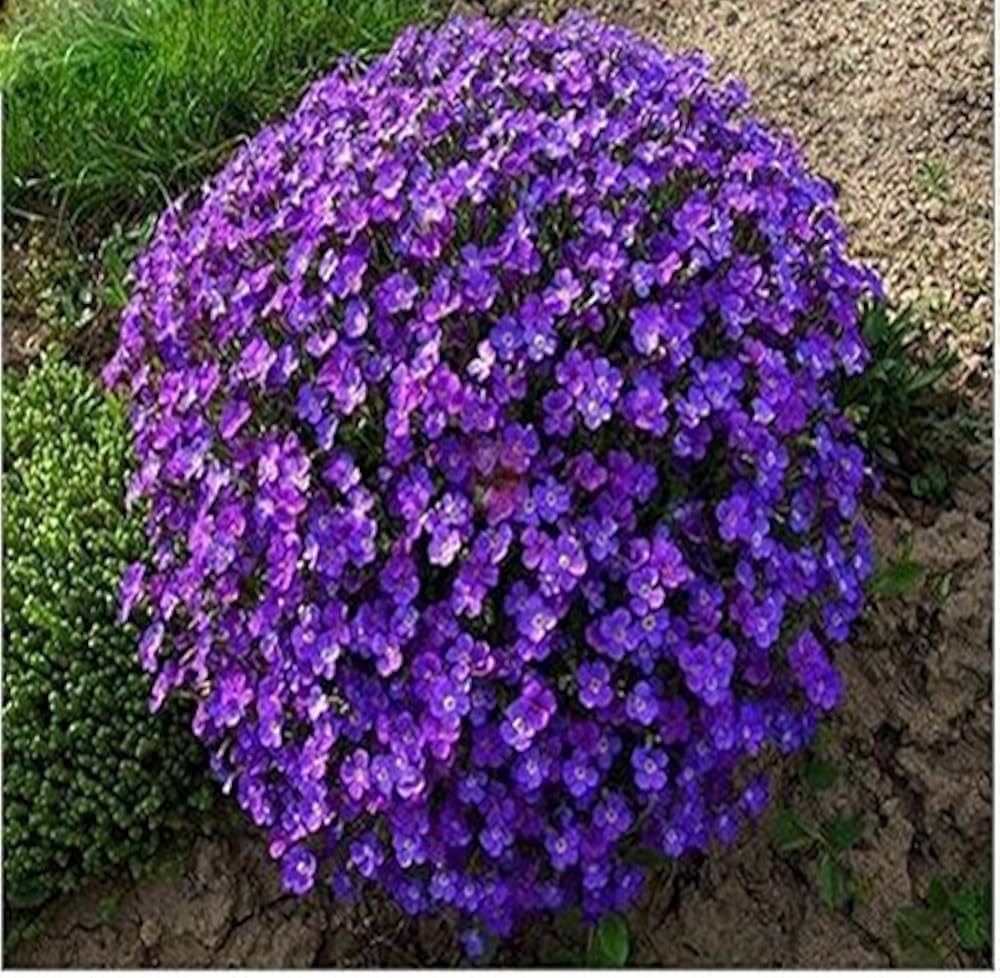 Creeping Thyme Plant Seeds for Planting