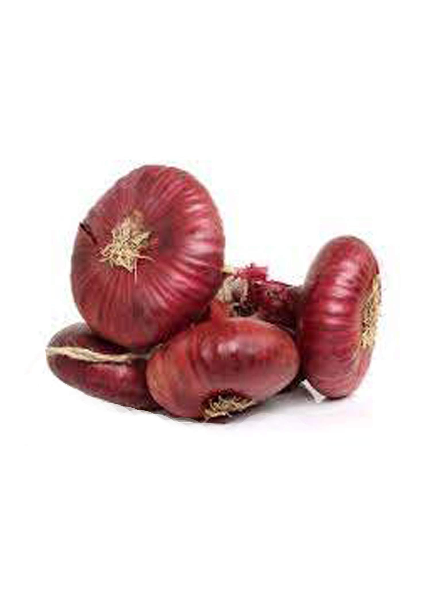Italian Red Cipollini Onion – Allium cepa – for planting in heirloom garden
