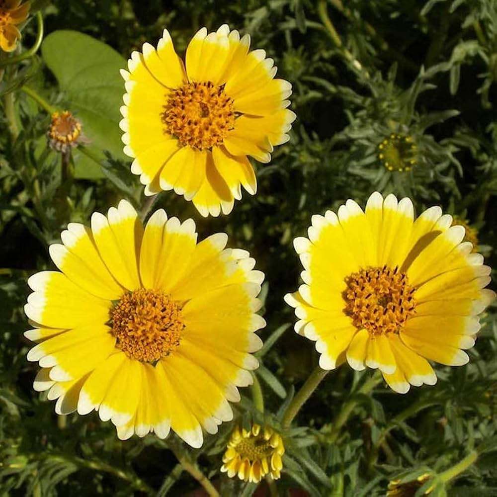 Tidy Tips seeds - Flower Layia platyglossa - Delicate and Cheerful Ye – Heirloom, Non-GMO, High Germination Organic Garden Seeds