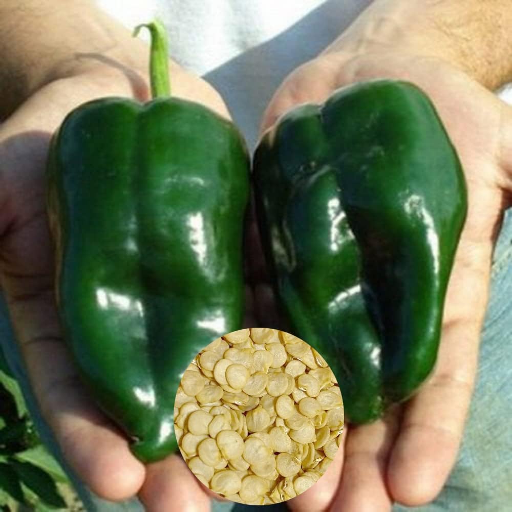 Ancho Poblano Vegetable Seeds for Planting heirloom & Non-GMO Seeds