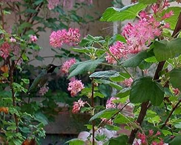 Pink Ribes Sanguineum Flower Seeds for Planting - 100