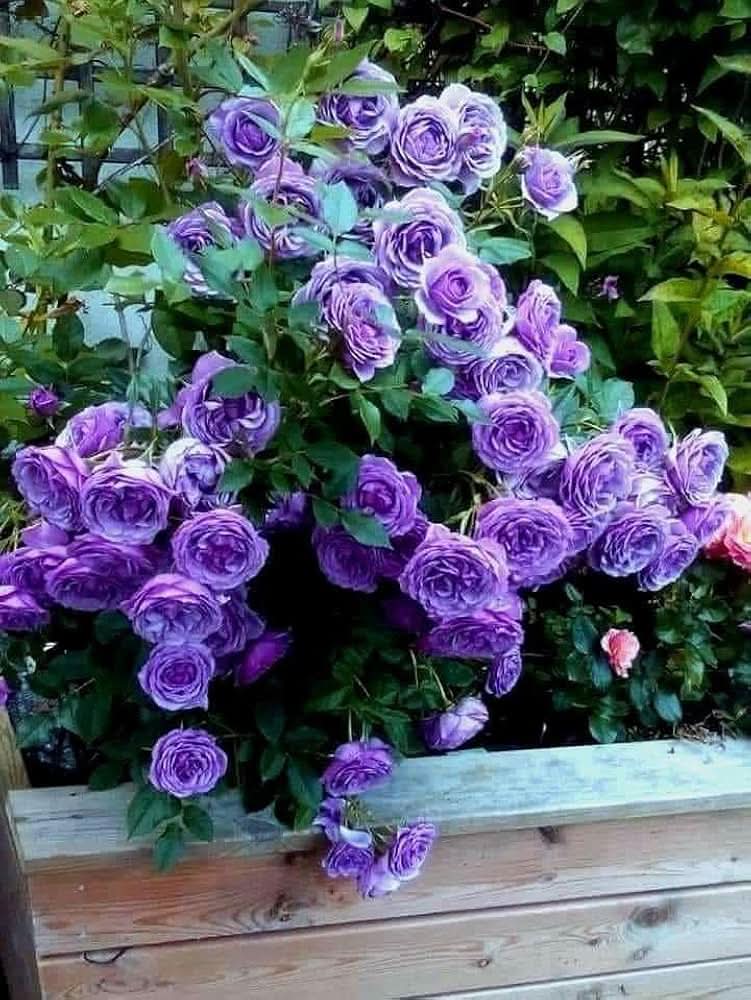 Rose Violet Purple Perennial Flowering Seeds For Planting