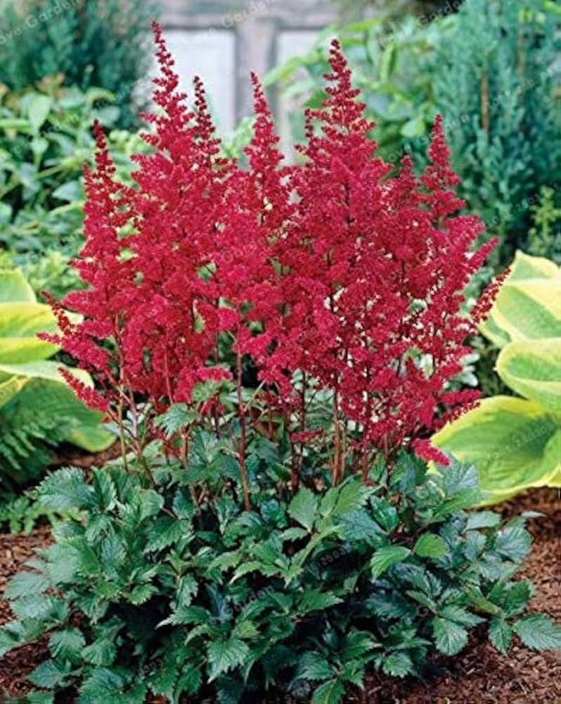 Blackberry Fruit Seeds - 100pcs in Pink for Garden Planting