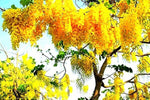 Wisteria Wisteria spp. Seeds for planting in flower bed