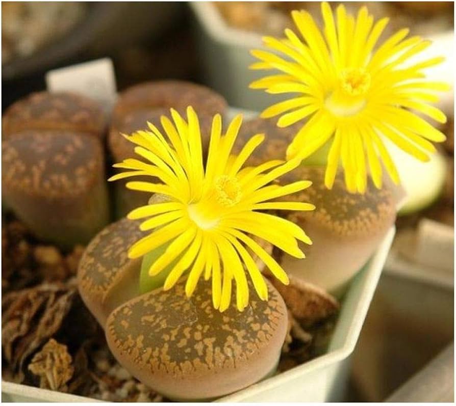 Succulent Lithops Pseudotruncatella Cactus Seeds for Planting