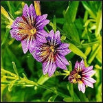 Purple Salpiglossis Flower Seeds for Planting - 100 seeds for planting in home garden