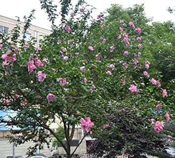 Heirloom Non-GMO Pink Hibiscus Syriacus Flower Seeds – Stunning Blooms for Garden Planting