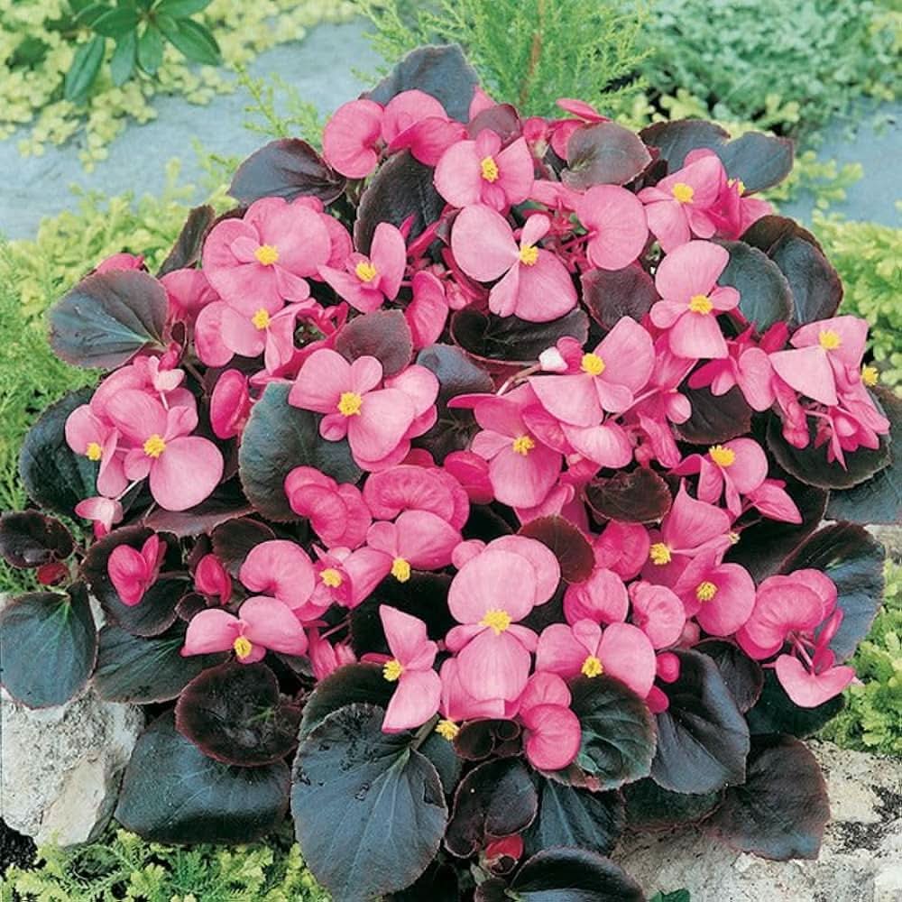 Begonia Hybrida Voss Decorative Flowering Seeds For Planting