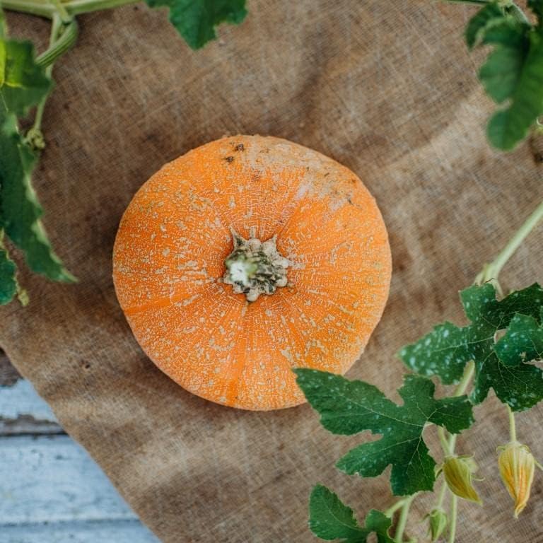 Rock Star Pumpkin Vegetable Seeds for Planting