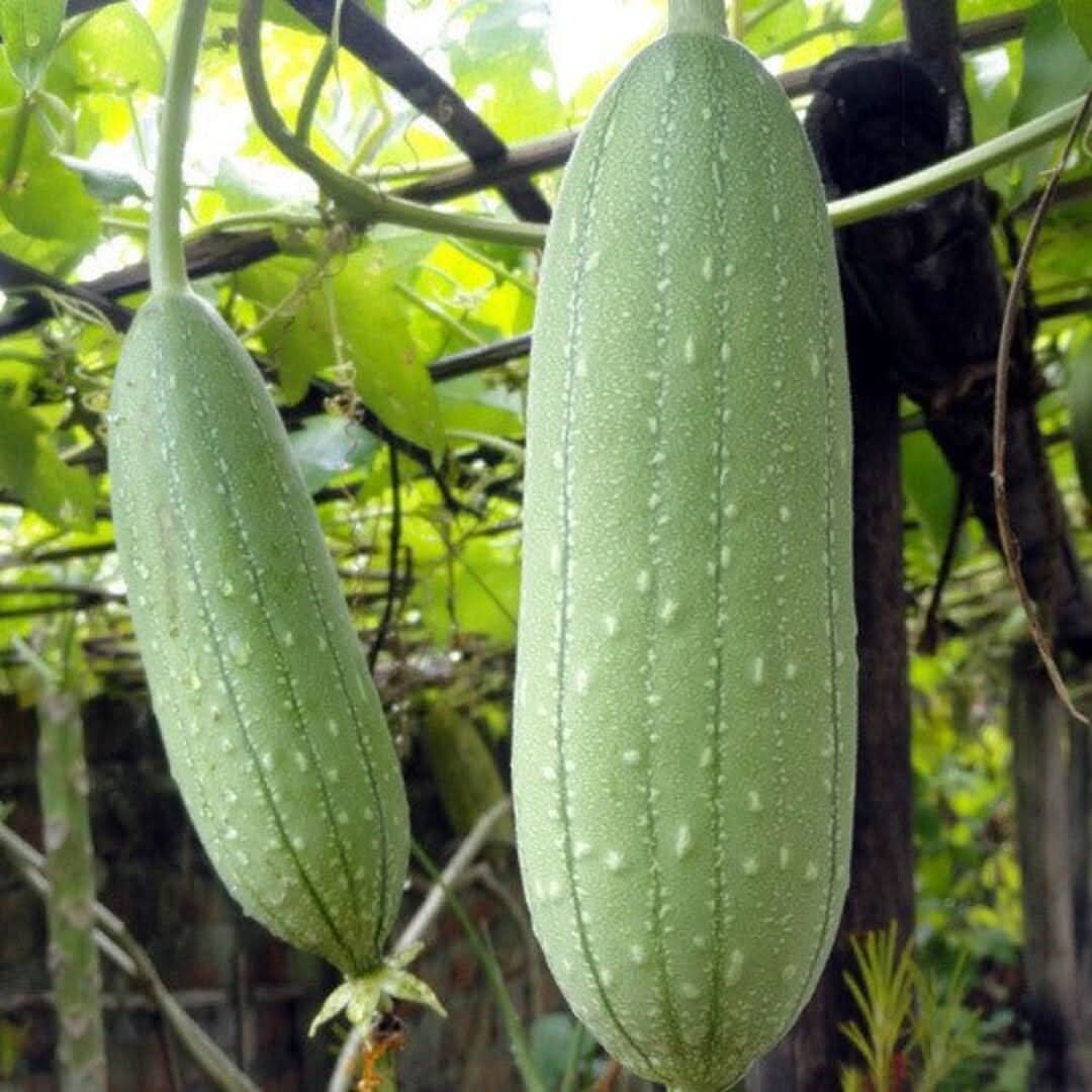 Luffa Vegetable Seeds for Planting